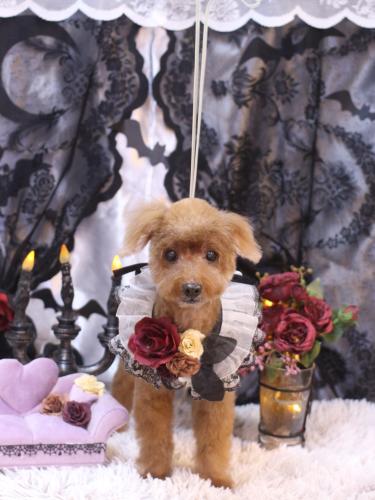 20231022チャタくん